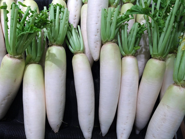 Heirloom Daikon Radish Seeds - Raphanus sativus var. longipinnatus - B289