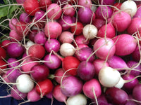 Heirloom Easter Egg Radish Seeds - Raphanus sativus - B286