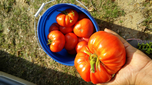 German Johnson Heirloom Tomato Seeds - Many Packet Sizes - Heirloom bin6