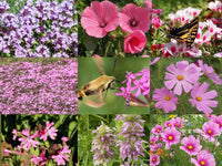 All Pink Wildflower Mix Seeds - Butterfly Magnet  S16