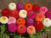 Lilliput Zinnia Mix - 140 seeds, or 1 gram - BUY 2 orders get 1 order FREE! ST13