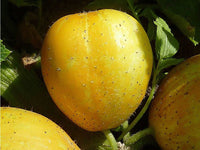Heirloom Lemon Cucumber Seeds - Cucumis sativus - B31
