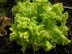 Heirloom Grand Rapids Lettuce Seeds - Lactuca sativa - B30