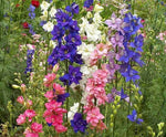 Rocket Larkspur Mix Seeds- Delphinium - B250