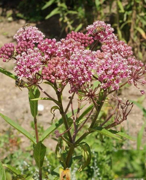 Whorled Milkweed -Many Packet Sizes - for Butterfly Wildflower Garden - FR6