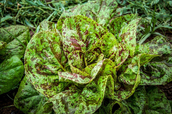 Romaine Lettuce Seeds Freckles - Many Packet Sizes - Heirloom - C145
