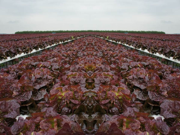 Heirloom Ruby Red Leaf Lettuce Seeds - Lactuca sativa - B191