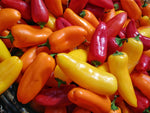 Heirloom Santa Fe Grande Pepper Seeds - Capsicum annuum - B139