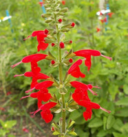Scarlet Sage Seeds - Red Flowers - Packet Choices - Salvia Coccinea - bin134