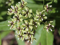 Spider Milkweed - Asclepias asperula - FR3