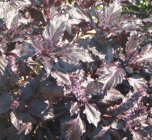 Basil Purple Ruffles Heirloom Herb Seeds - b196