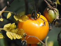 Sunray Tomato Seeds - Solanum lycopersicum - B219