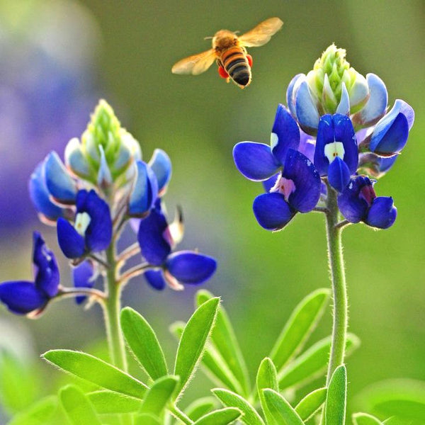 Texas Bluebonnet Wildflower Seeds - Blue Violet TX State Flower - bin317C