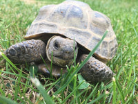 Tortoise Grazing Mix Seeds - B282