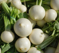 White Egg Turnip Seeds - Unique Turnip! 127C