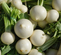 Heirloom White Egg Turnip Seeds - Brassica rapa - B127