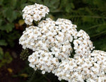 White Yarrow Wildflower Seeds - Achillea millefolium - B136