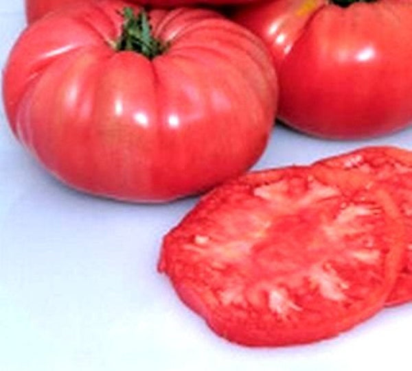 Heirloom Giant Belgium Pink Tomato Seeds - Solanum lycopersicum - B174