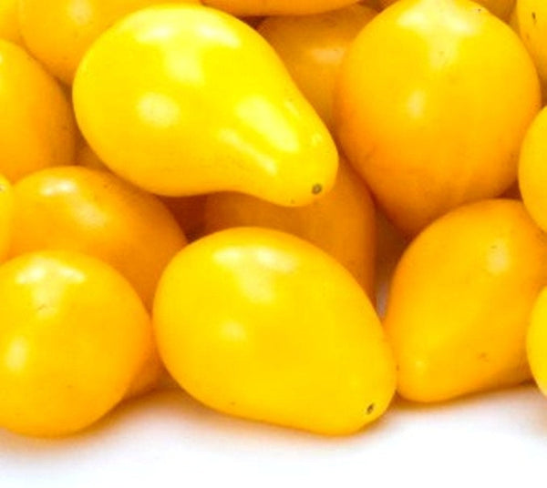 Heirloom Yellow Pear Tomato Seeds - Solanum lycopersicum - B216