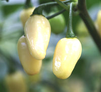 Heirloom White Habanero Seeds - Capsicum chinense - B71