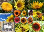 Sunny Sunflower Seed Mix - Helianthus annuus var. - ST11