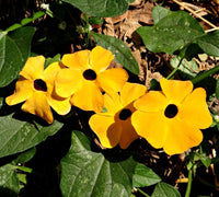 Black-Eyed Susan Vine Seeds - Thunbergia alata - B80