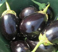 Black Beauty Heirloom Eggplant - 100 seeds (1/2 gram) - Buy 2 get 1 Free - C35