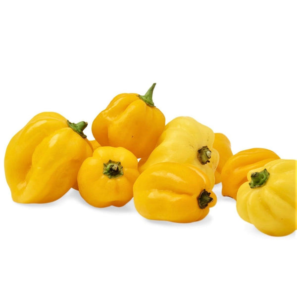 Yellow Habanero Pepper Seeds - Choose Packet Size - bin188
