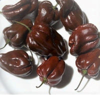 Heirloom Chocolate Habanero Pepper Seeds - Capsicum chinense - B341