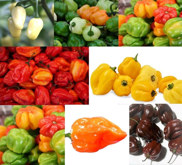 Rainbow Habanero Pepper Mix - Chocolate, White, Red, Yellow, & Orange - B350