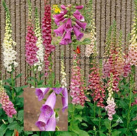 Foxglove Mixed Colors Seeds by Zellajake Many Sizes Hummingbird Butterfly #130