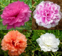 Moss-Rose Purslane Seeds - Portulaca grandiflora - B79