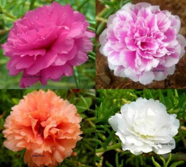 Moss Rose Double Flower Mix Seed - Many Sizes - Xeriscape - bn79