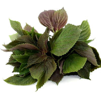 Heirloom Red Shiso Perilla Seeds - Perilla frutescens var. crispa - B73