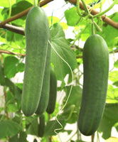 Heirloom Cucumber Spacemaster Seeds - Cucumis sativus - B323