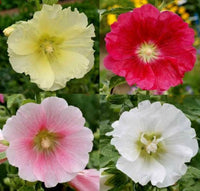 Hollyhocks Single Mix Seeds - Alcea rosea - B278