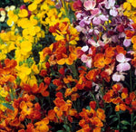 English Wallflower Seeds - Erysimum cheiri - B342