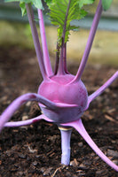Heirloom Purple Vienna Kohlrabi Seeds - Brassica oleracea var. gongylodes - B44
