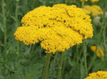 Gold Yarrow Seeds - Achillea filipendulina - B103