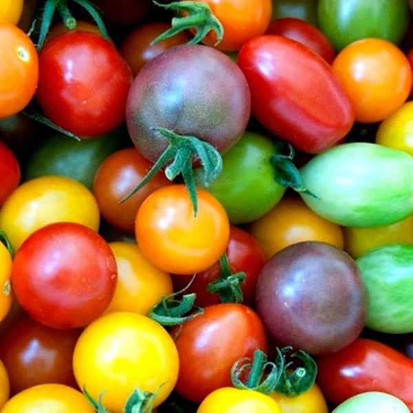 Rainbow Cherry Tomato Mix Seeds by Zellajake Many Sizes Colors Blend #94