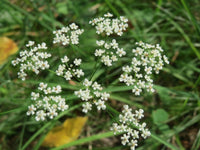 Anise Seeds - Pimpinella anisum - B101