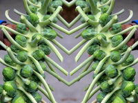 Heirloom Catskill Brussels Sprouts Seeds - Brassica oleracea var. gemmifera - B18