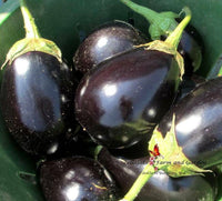 Heirloom Black Beauty Eggplant Seeds - Solanum melongena - B35