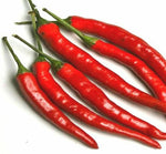 Heirloom Cayenne Long Thin Red Pepper Seeds - Capsicum annuum - B125