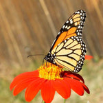 Mexican Torch Sunflower Seeds - Tithonia rotundifolia - B347