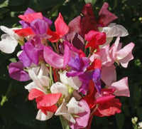 Sweet Pea Royal Family Mix Seeds - Lathyrus odoratus - ST28