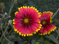 Indian Blanket Flower Seeds - Gaillardia pulchella - B156