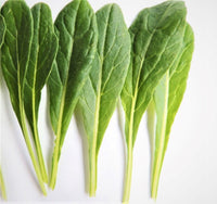 Heirloom Japanese Mibuna Cabbage Seeds - Brassica rapa var. nipposini - B293