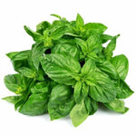 Heirloom Genovese Sweet Basil Seeds - Ocimum basilicum - B13