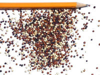 Quinoa Tri Color Microgreens Seeds - Pick Packet Size -  bin338